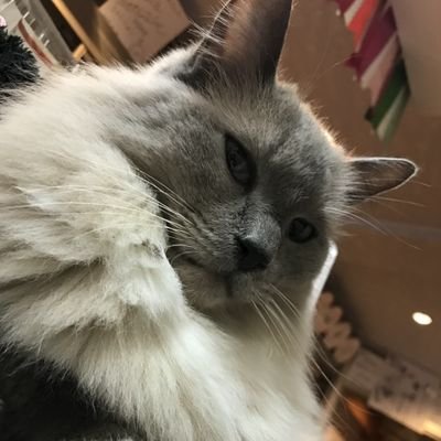 猫カフェまねき猫 Manekineko0417 Twitter