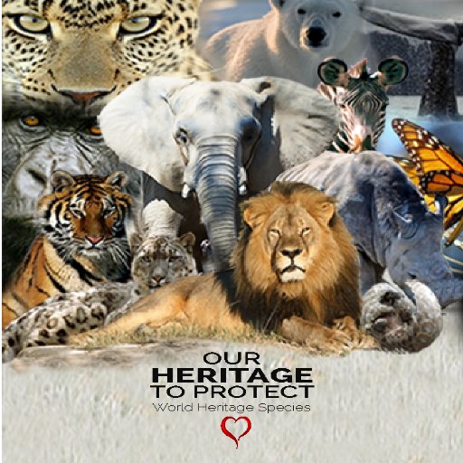 Welcome to the 2015-2025 World Heritage Species initiative, and our call to the UN/UNESCO to establish a stand-alone World Heritage Species PROGRAM.
