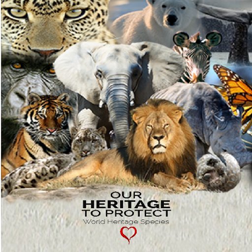 Welcome to the 2015-2024 World Heritage Species initiative, and our call to the UN/UNESCO to establish a stand-alone World Heritage Species PROGRAM.