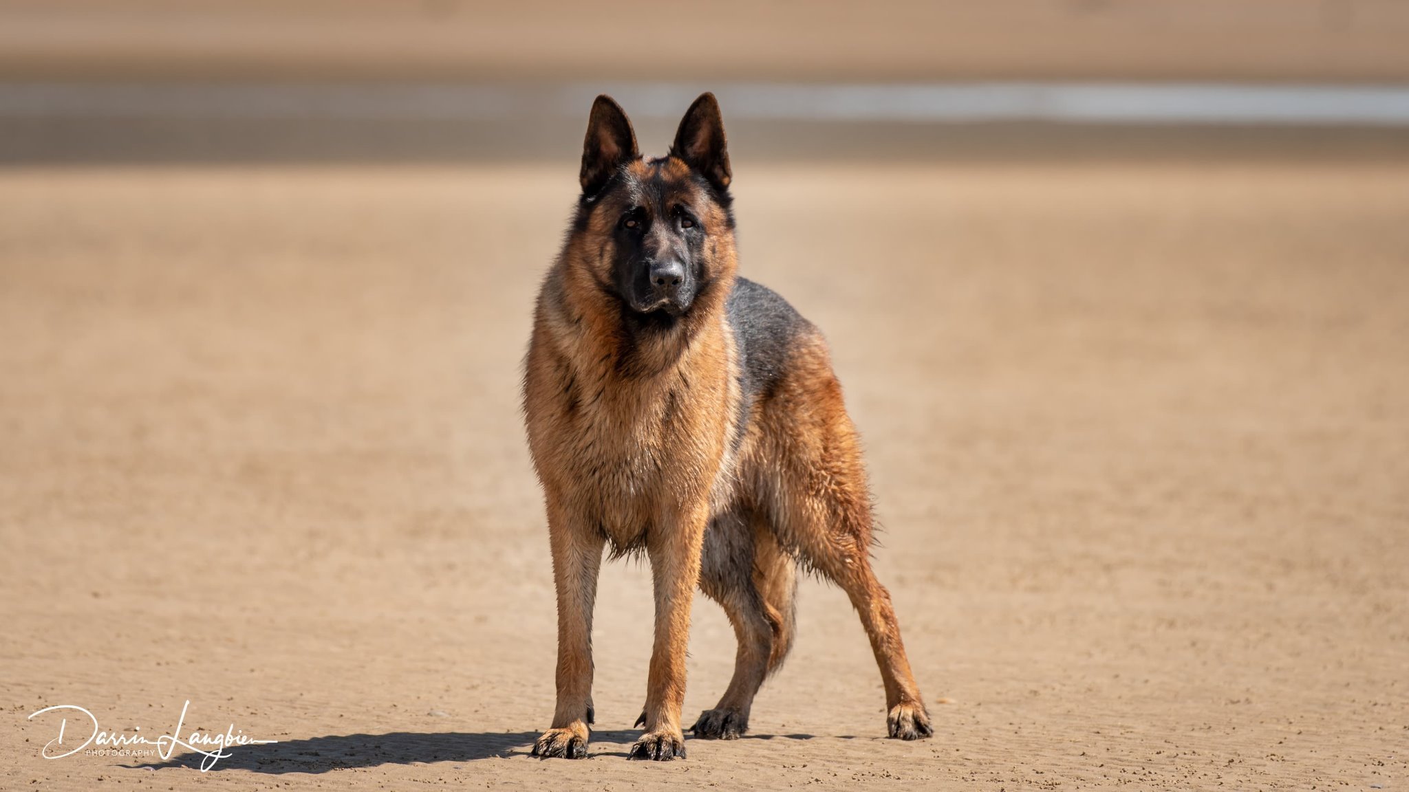 thebenda's profile picture. My boy Sammy - ATHEIST Manly Sea Eagles/Green Bay Packers ALP True Believer ex-Librarian Science Reason Argument Logic! I also take Photo's me b StephenBendall