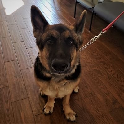 followlvs's profile picture. 