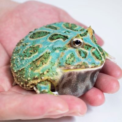 River Frogさんのプロフィール画像