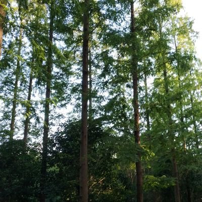 cnmaming's profile picture. 