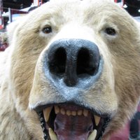 hamdancaravan (@hooliebend) 's Twitter Profile