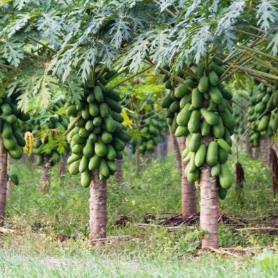 deojn's profile picture. 