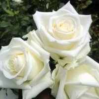 bepositive (@nidhimishra01) 's Twitter Profile