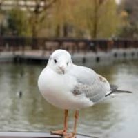 山下謙信 (@rpwn2q7ac3q3zzw) 's Twitter Profile