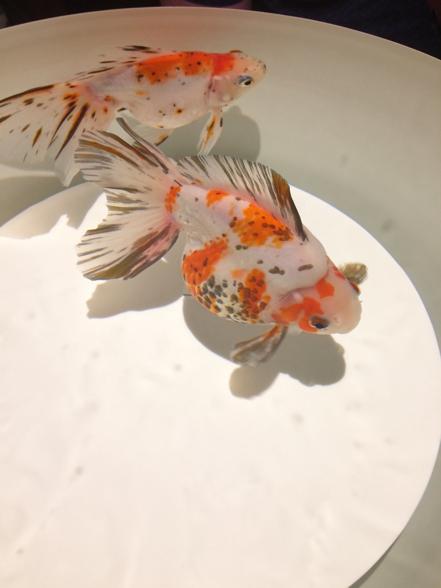 heiko_ppoi's profile picture. 