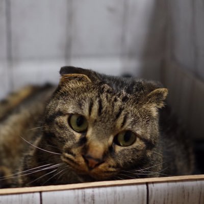 ewiJe1oEXVTOrVy's profile picture. 母ちゃんの作った段ボールアートと猫を延々とアップするアカウント