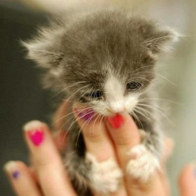Shikha14228441's profile picture.