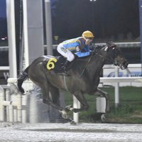 Haras Bettina (@perronetimoteo) 's Twitter Profile