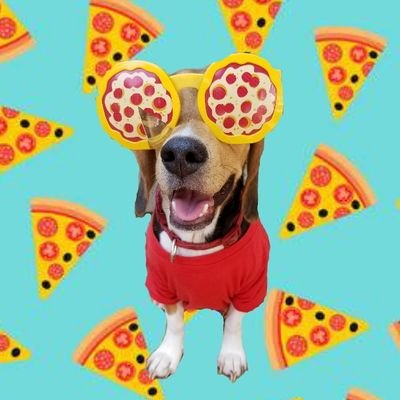 Queen of cuteness👑Pup from SC🌴Loves Food,The Park,The Beach,Naps,Being Silly🐾😎P4L+#sunroomband+#5sos+
#thevamps+#obx+#harrystyles+
https://t.co/E6L19qFeRV