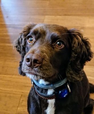 Otter seen bird. Chase bird. Good girl. Treat for Otter?