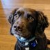 Otter the Sprocker (@Otter_Herself) Twitter profile photo