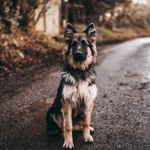 We are pet lifestyle website dedicated to the dog-loving population. We are named after our two rescued German Shepherds. Come hang out with us!