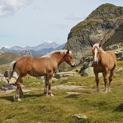 dogapi9's profile picture. 