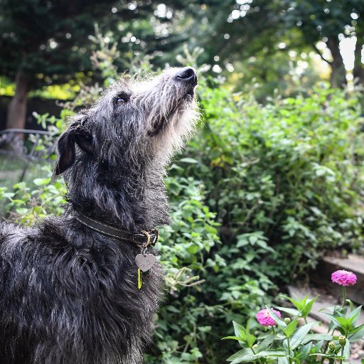 DonatiWendy's profile picture. Dogs, books, peace.
