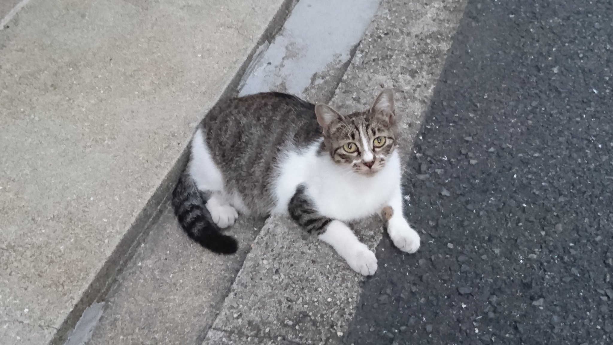 しまとねこさんのプロフィール画像