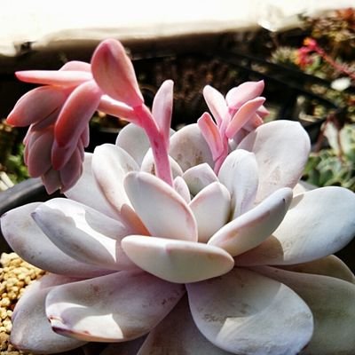 Meeco マリアンナエ レッドスポット 新体操のこん棒で使ってみて欲しいw 多肉植物 アドロミスクス属 Http T Co Ujgeszcoge