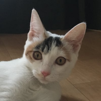 ChiHaruさんのプロフィール画像