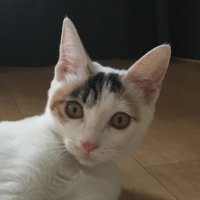 ChiHaru (@comorin555) 's Twitter Profile