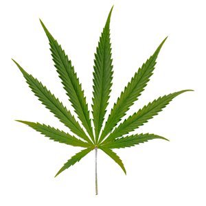 Our goal is to relay news, facts and awareness about cannabis to YOU. Advocating for federal legalization in the U.S. WEED. EDUCATION. TRUTH. ✌️