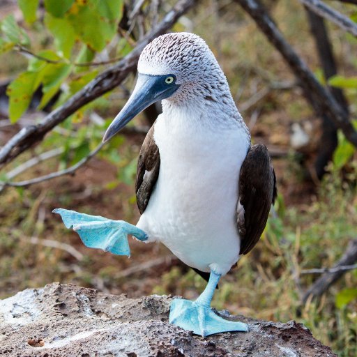 BTolpel's profile picture. 🐦🐦🐦