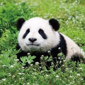 札幌出身の大阪育ち。
パンダが好き。
舞台照明→フリーター→派遣社員→演劇制作→会社員→派遣社員