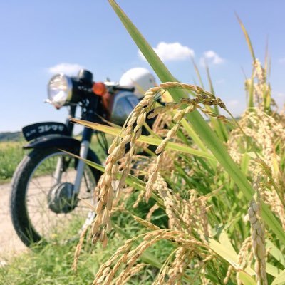 苔つしまのプロフィール写真