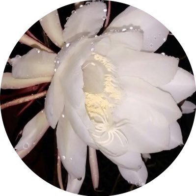 drthrivenibs's profile picture. Public Health Researcher. Interested in #Urbanhealth, #NCDs #Healthsystems #diabetes #tobaccocontrol