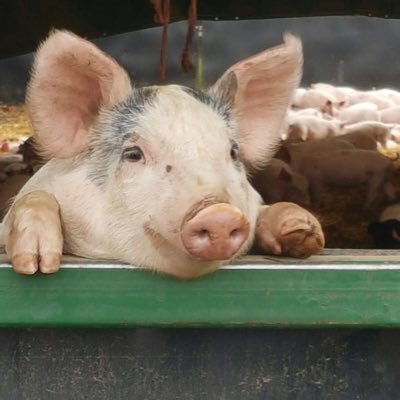 The home of genuine Free Range Pork in the UK, tweets by Alastair Butler.