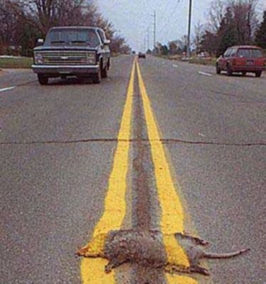 ibird212's profile picture. 