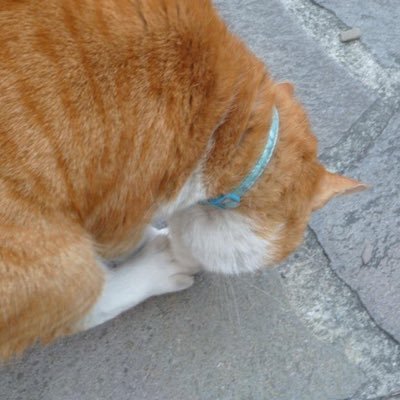 macar_roni's profile picture. Webエンジニアを目指してるけど、デザイナーも気になってる！繋がれたら嬉しいです！  今はJavaScriptを勉強中！ HTML&CSS/JavaScript