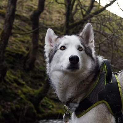 The adventures of Hendrix the Husky. Follow our blog for reviews, photos and stories of our antics. Top model to @ebibbyphoto