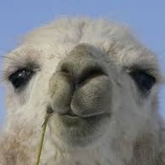 Understanding Language Learning and Math Achievement (LLAMA) in children. A study in collaboration with Montreal, Winnipeg, and Northern Ireland.