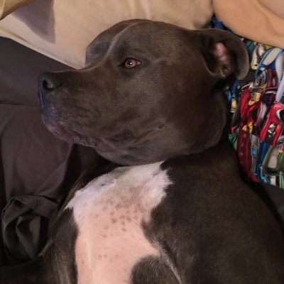 Dog dad, cyclist, casual kayaker, Destiny player and clan leader of X Minus One (XM1).