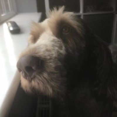 WTID, North Stand season ticket holder, married with two beautiful daughters and sadly two deceased English Bull Terriers, RIP Maisy & Humph, welcome to Rocco