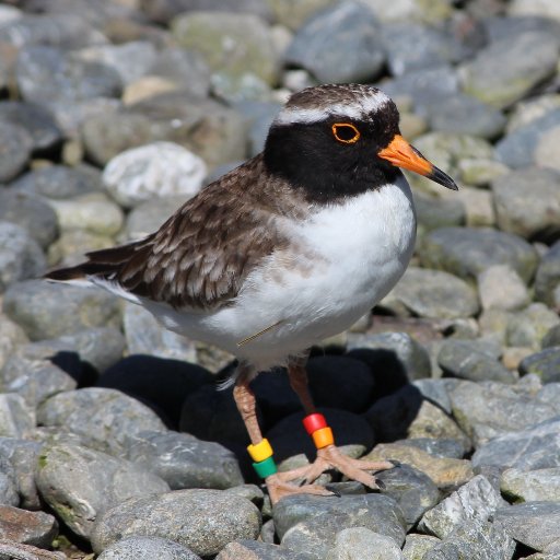 BOTY 2018 is coming up and we think Tūturuatu deserve their spot in the limelight! One of the worlds rarest shorebirds, the Shore Plover need your support!