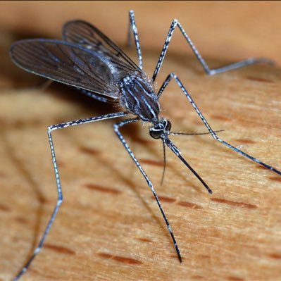 『世間の理不尽、叩斬ってやる‼️』のは誰かに任せ、電網の片隅でMosquto take の様に小さく呟きます… 無言リツイートetc.お許しください、お願いします。