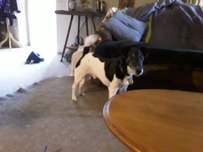 life is good. uno n Taser r happy dogs. I am so sick of tRump and so glad he is gone. I hope we can get rid of this virus. but have hope now. go Seahawks