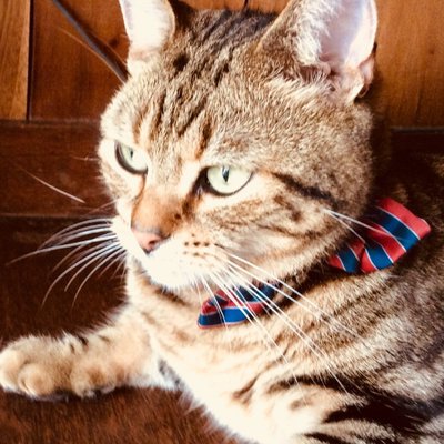 しくじり先生こなき 秋田 和歌山移住 何しても猫は可愛いのである カリン様みたい 猫に傘 ドラゴンボール カリン様