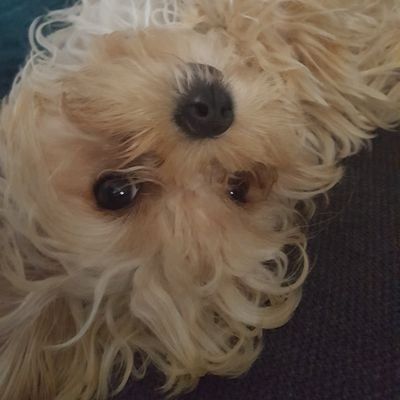DarcyCameron7's profile picture. Mom of 4 + 2 furbabies