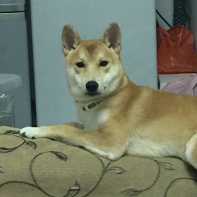 porsjj's profile picture. 無所事事中遊員工