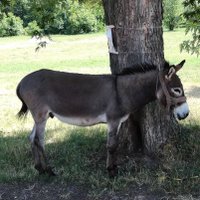 Dexini (@dexini68) 's Twitter Profile