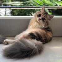 Witty Cats Nest (@wittycatsnest) 's Twitter Profile
