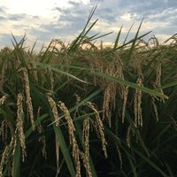 あかさ (@hirono91) 's Twitter Profile Photo