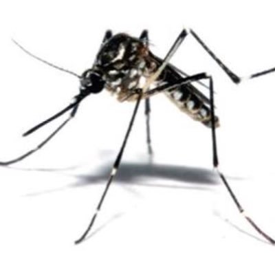 News and information about #arboviruses and #epidemiological situation. 
#chikungunya #dengue #zika #yellowfever #WestNile #mosquitoes