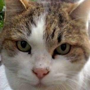 2022年2月22日までに猫の殺処分ゼロを目指し、名古屋を中心に譲渡会やイベント出店などの活動をしています。
代表kiki。twitterが不慣れなのでお返事できません。