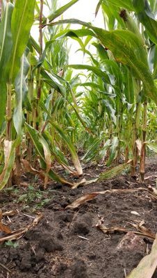 Farmer, NoTill, Direct Seed, Minimum tillage, Cover Crop, Crop Rotation