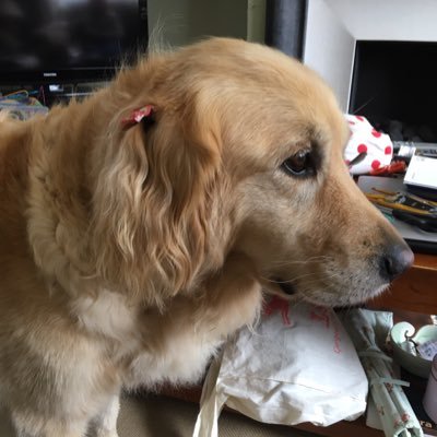 fitzet's profile picture. Knitter, spinner, Irish Guide Dogs puppy raiser. Proud owner of Ambassador dog Fauna. (cis/she/her)